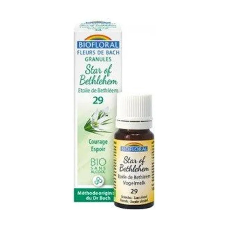 Biofloral Star Of Bethlehem