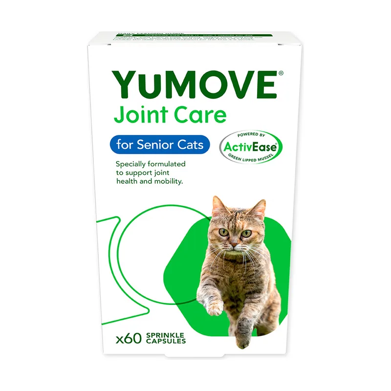 Senior Cat