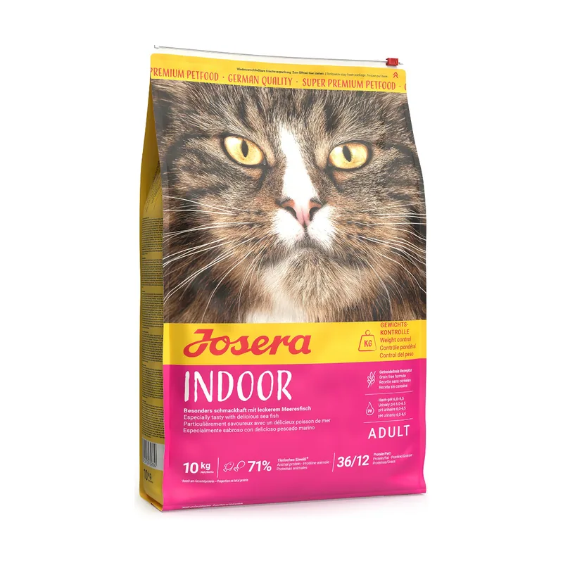 Indoor Cat