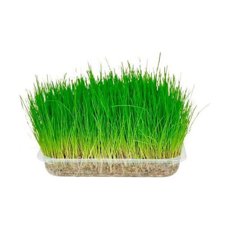 Flamingo 117 g Hierba Gatera Purgante
