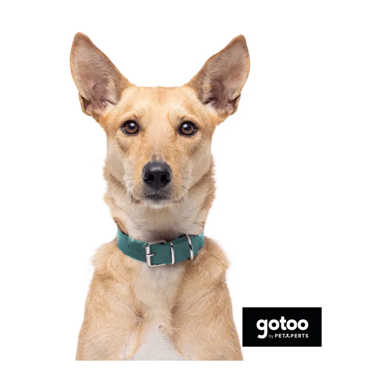 Gotoo Collar Biothane verde para perros